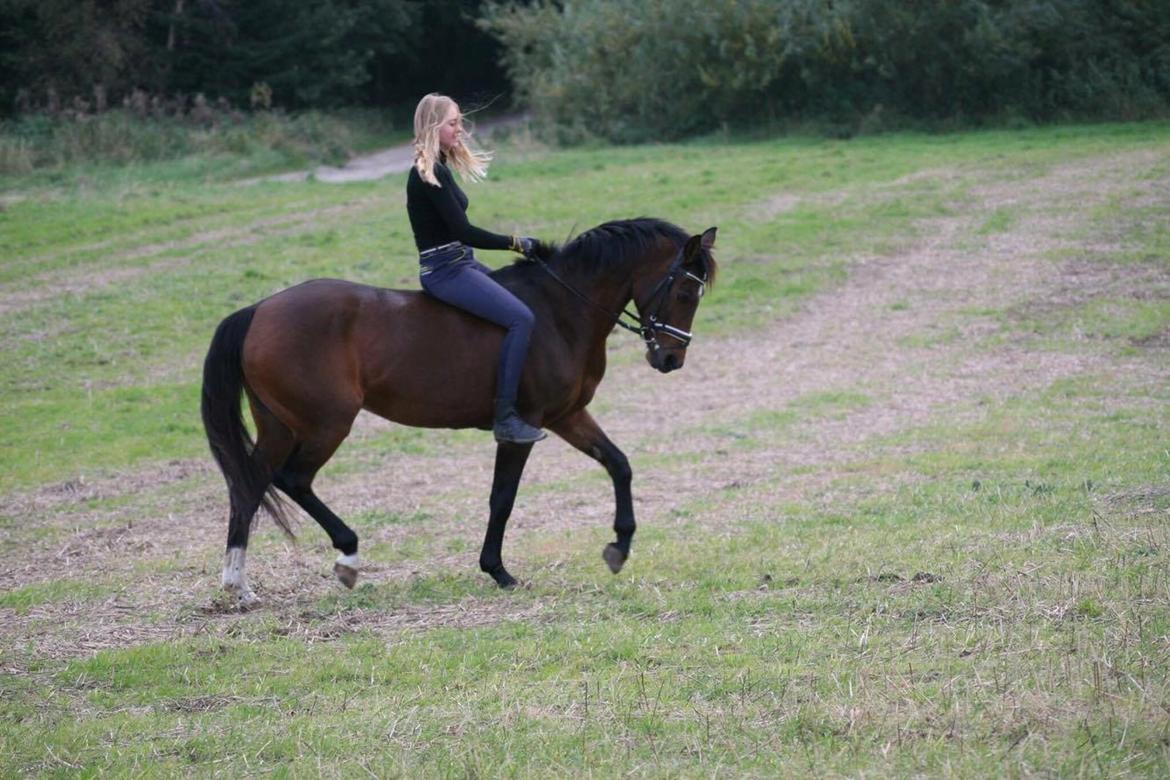 Welsh Partbred (Sec F) Groeze´s Josina billede 17