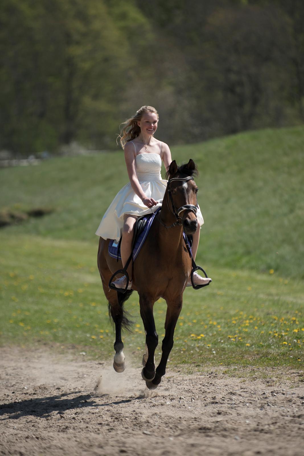 Welsh Partbred (Sec F) Groeze´s Josina billede 15