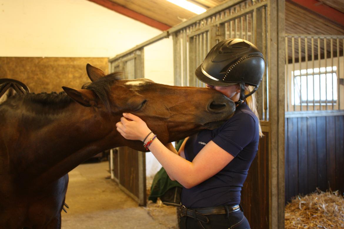 Welsh Partbred (Sec F) Groeze´s Josina billede 16