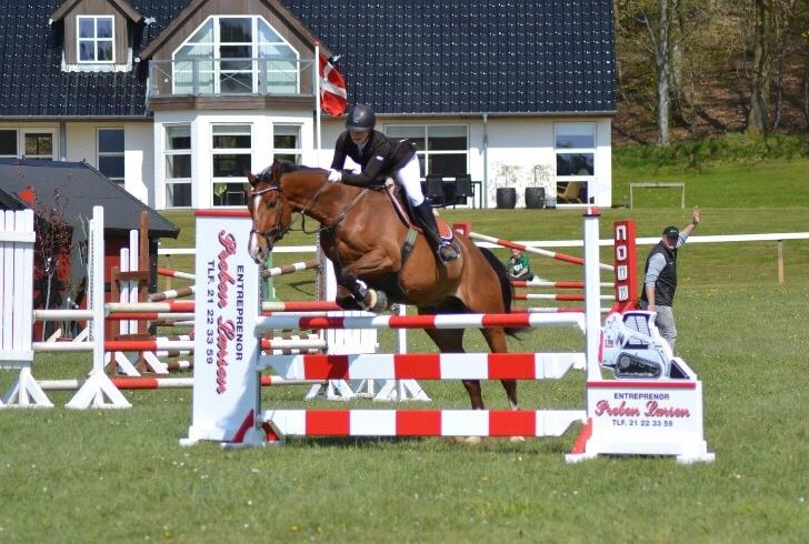 Dansk Varmblod HOLMGÅRDS QUILET billede 16