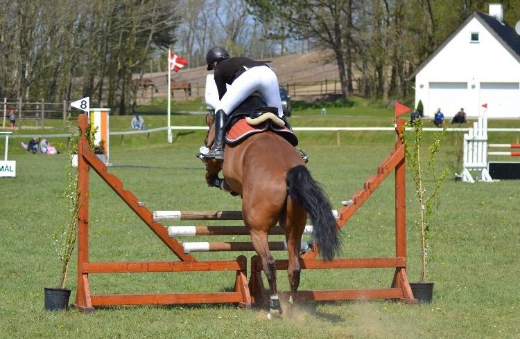 Dansk Varmblod HOLMGÅRDS QUILET billede 19