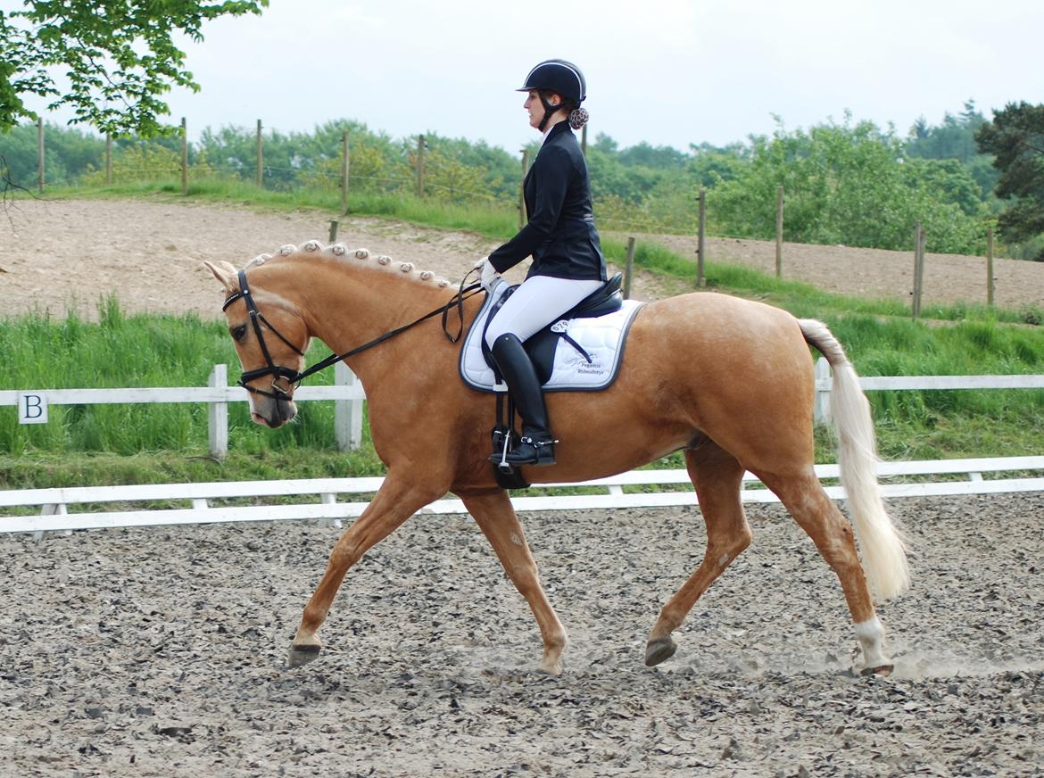 Palomino Kjærgaards Golden Champ - D. 21. maj 2016 - Gribskov Rideklub - 1. + 2. plads billede 7