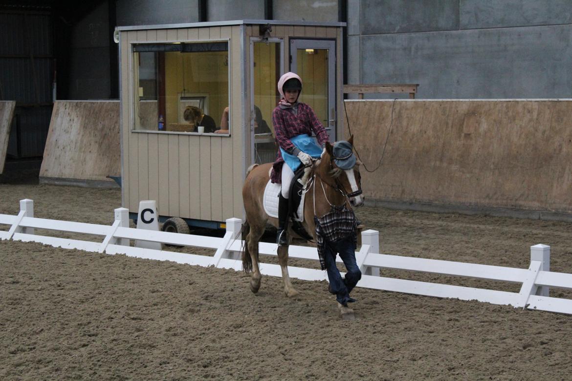 Anden særlig race Salvador billede 45