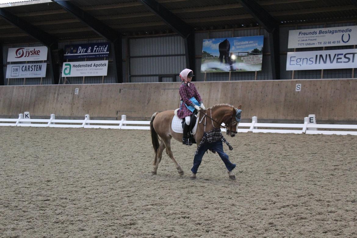 Anden særlig race Salvador billede 47