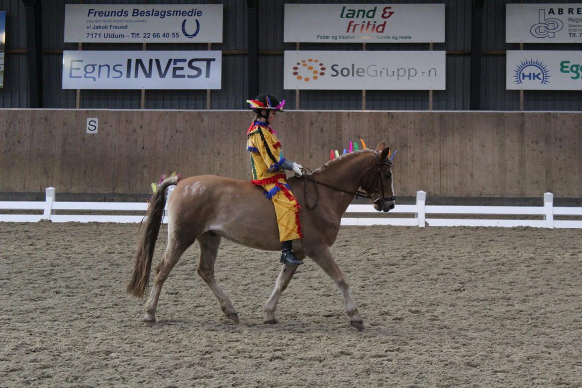 Anden særlig race Salvador billede 38