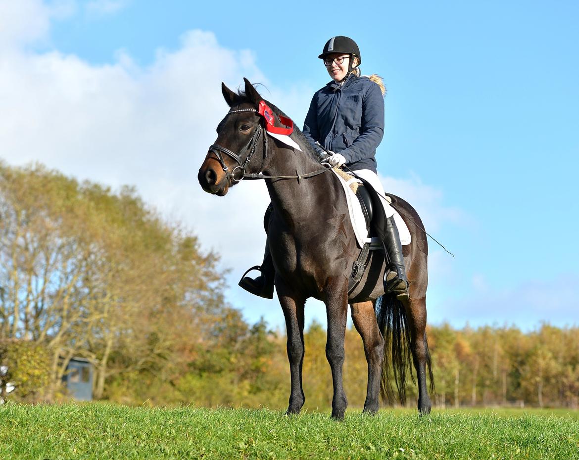 New Forest Skovens Micon  - Oktober 2015 | Vores første stævne sammen ♥. billede 13