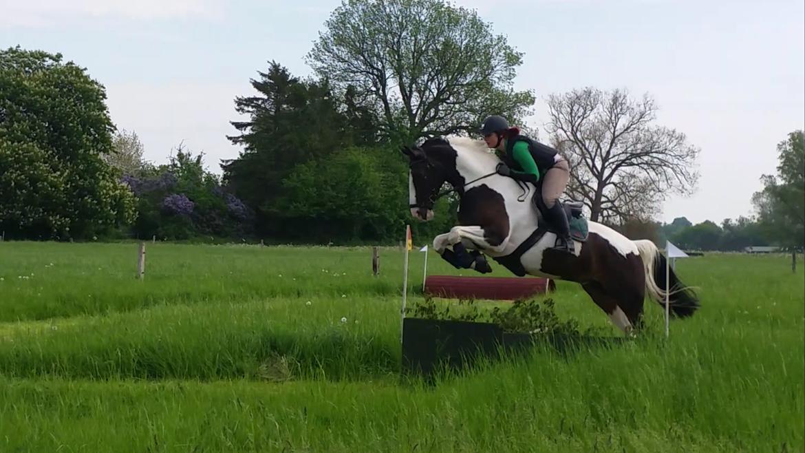 Pinto Bakkegaardens Montoya billede 7