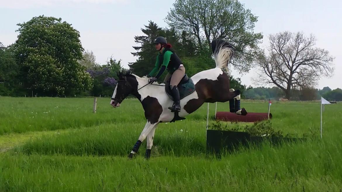 Pinto Bakkegaardens Montoya billede 11