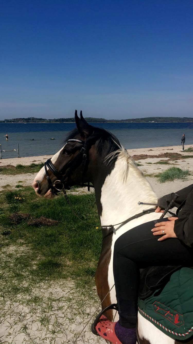 Pinto Bakkegaardens Montoya billede 12