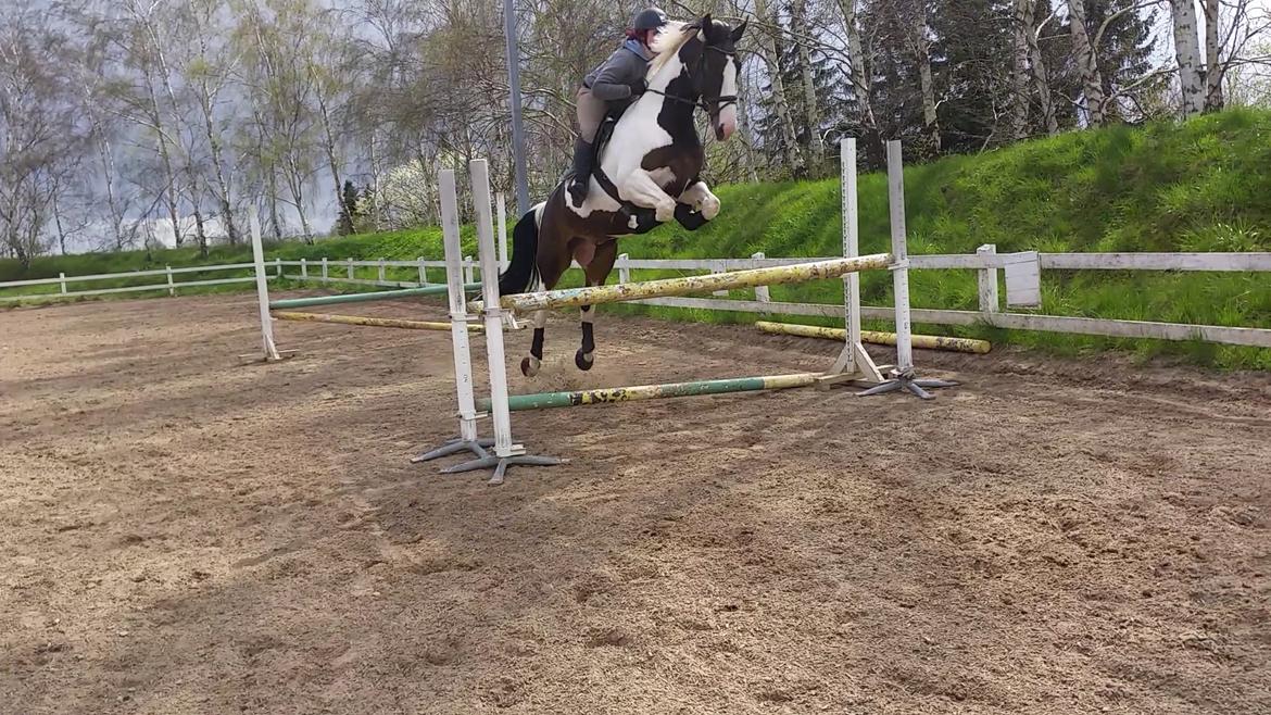 Pinto Bakkegaardens Montoya billede 17