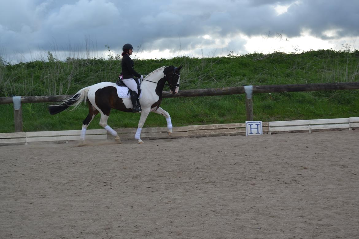 Pinto Bakkegaardens Montoya billede 15