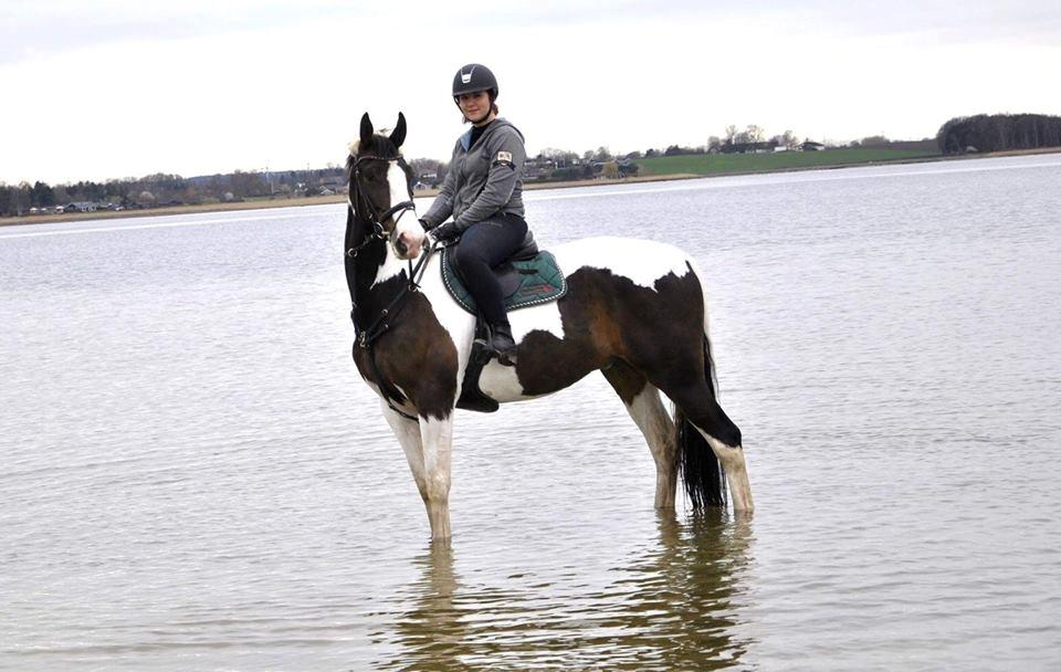 Pinto Bakkegaardens Montoya billede 14