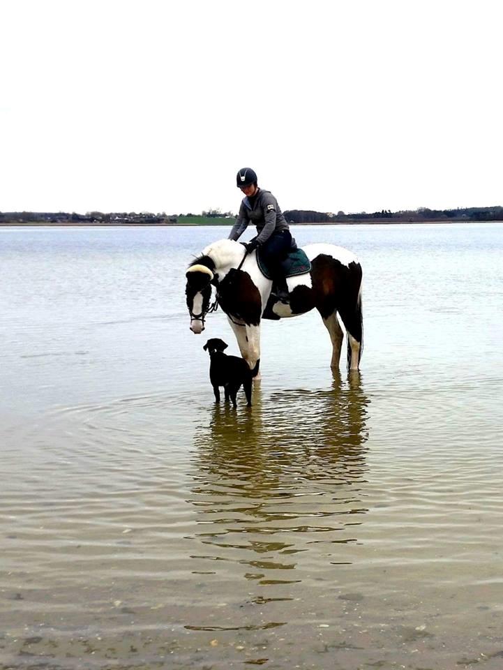 Pinto Bakkegaardens Montoya billede 10