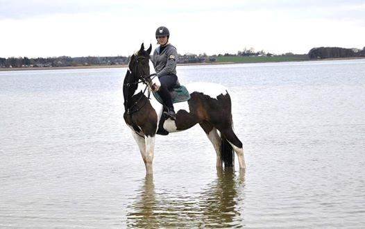 Pinto Bakkegaardens Montoya billede 19