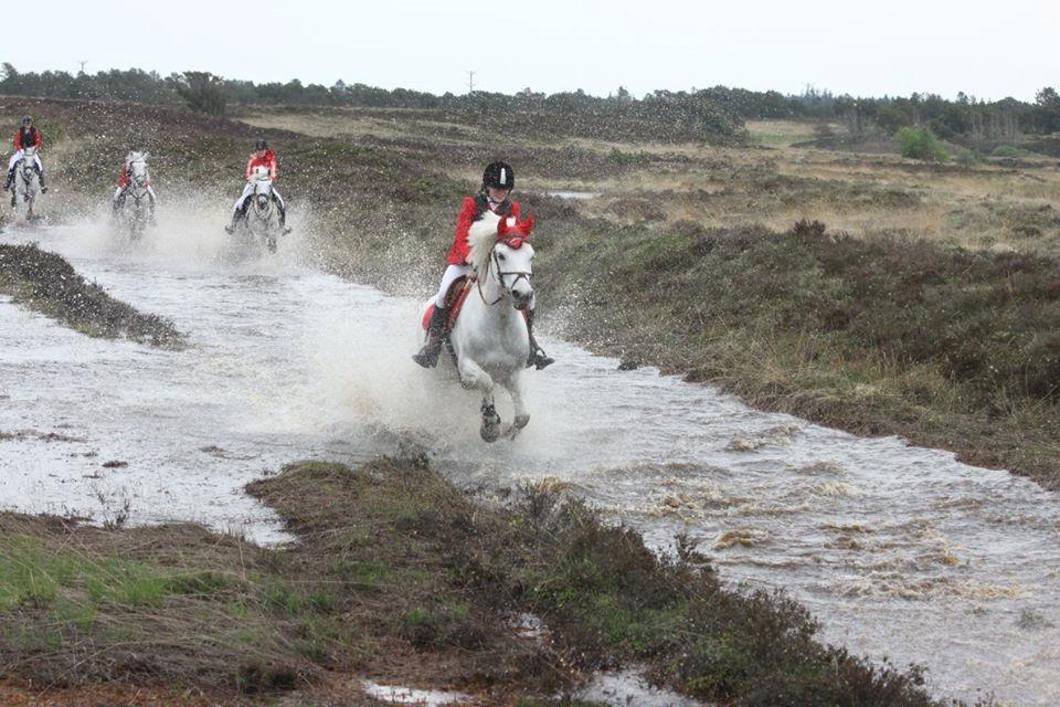 Anden særlig race MR. Mayson billede 19