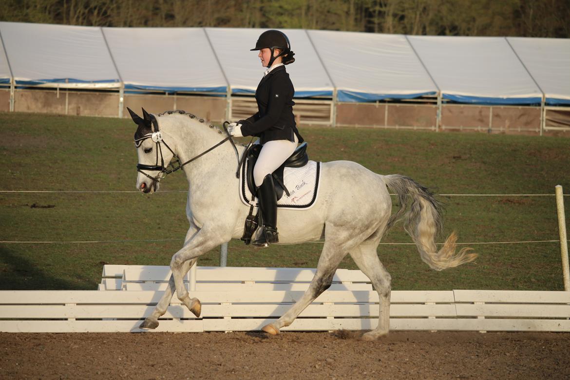 DSP Grønborgs Cassius Clay (B-Pony) - Morsø 2016-PRI billede 17