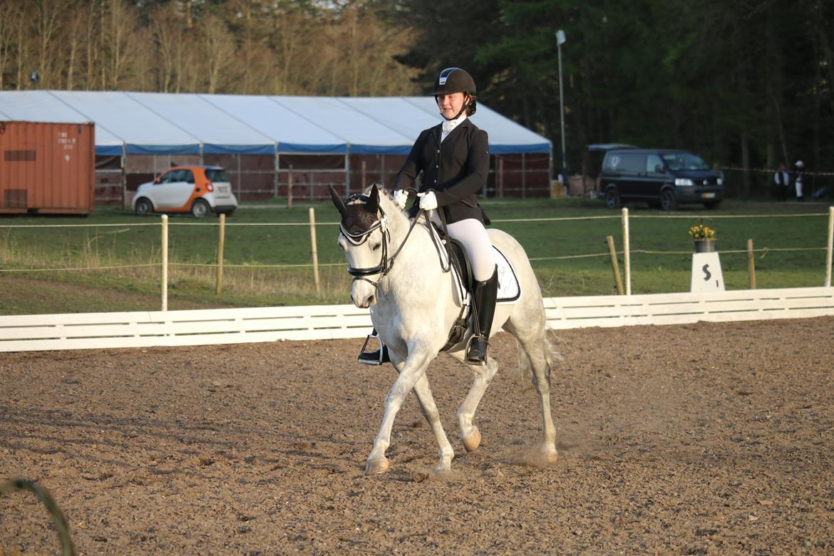 DSP Grønborgs Cassius Clay (B-Pony) - Morsø-2016 billede 20