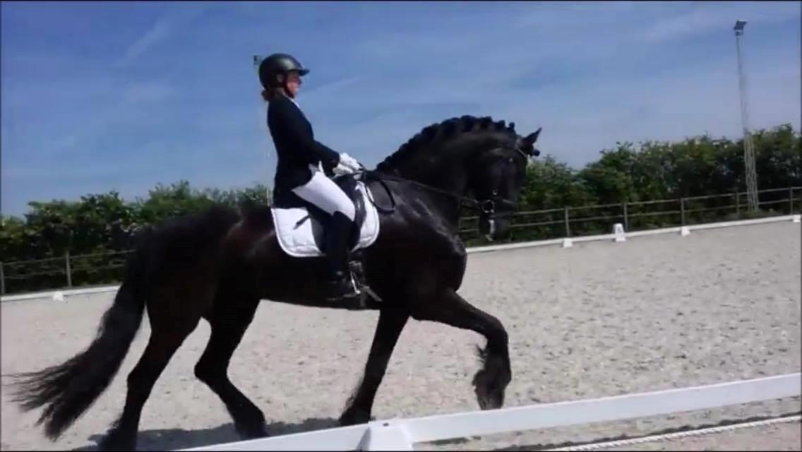 Frieser Alegro Ellemose  billede 6