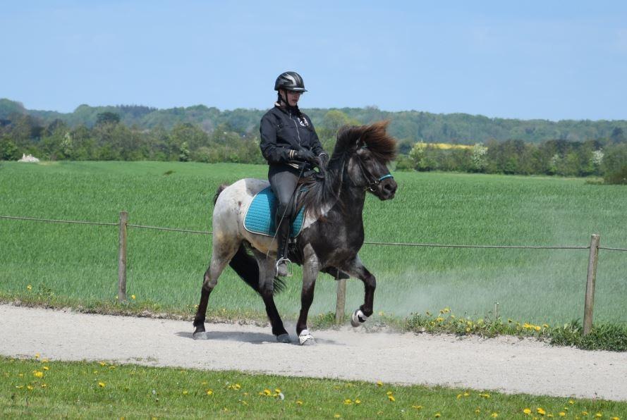 Islænder LITFARI BLÅBJERG - Tølt billede 5