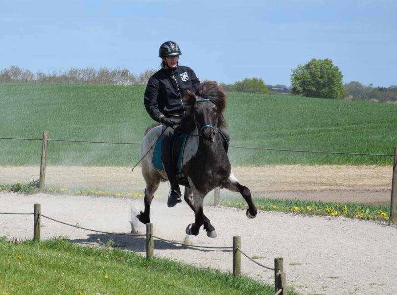Islænder LITFARI BLÅBJERG - Det hænder at Litfari sætter i flyvende pas frem for galop.. billede 9