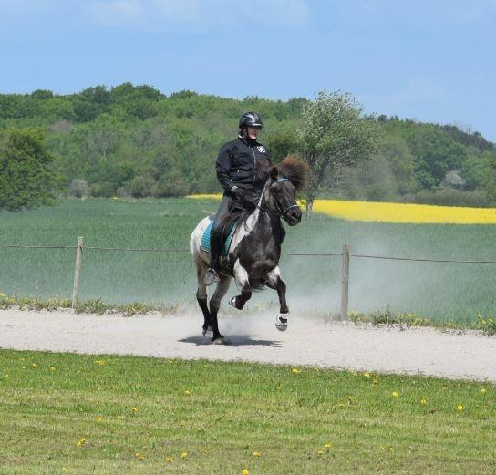 Islænder LITFARI BLÅBJERG - Galop billede 3