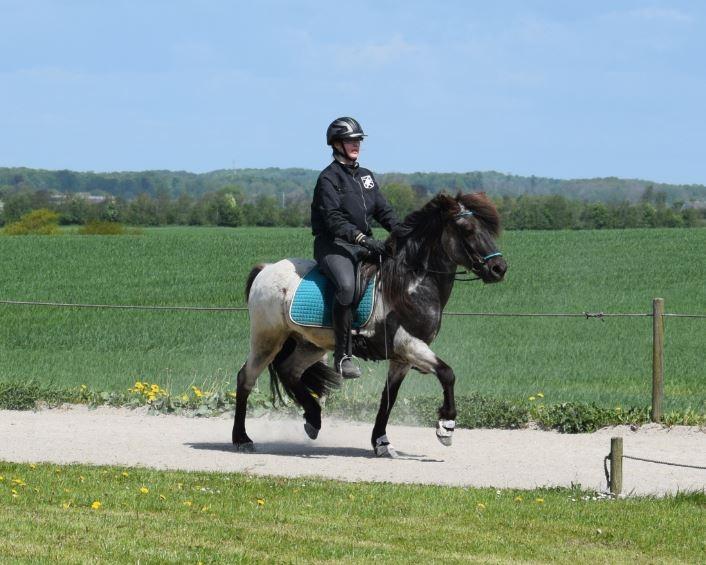 Islænder LITFARI BLÅBJERG - Trav billede 8