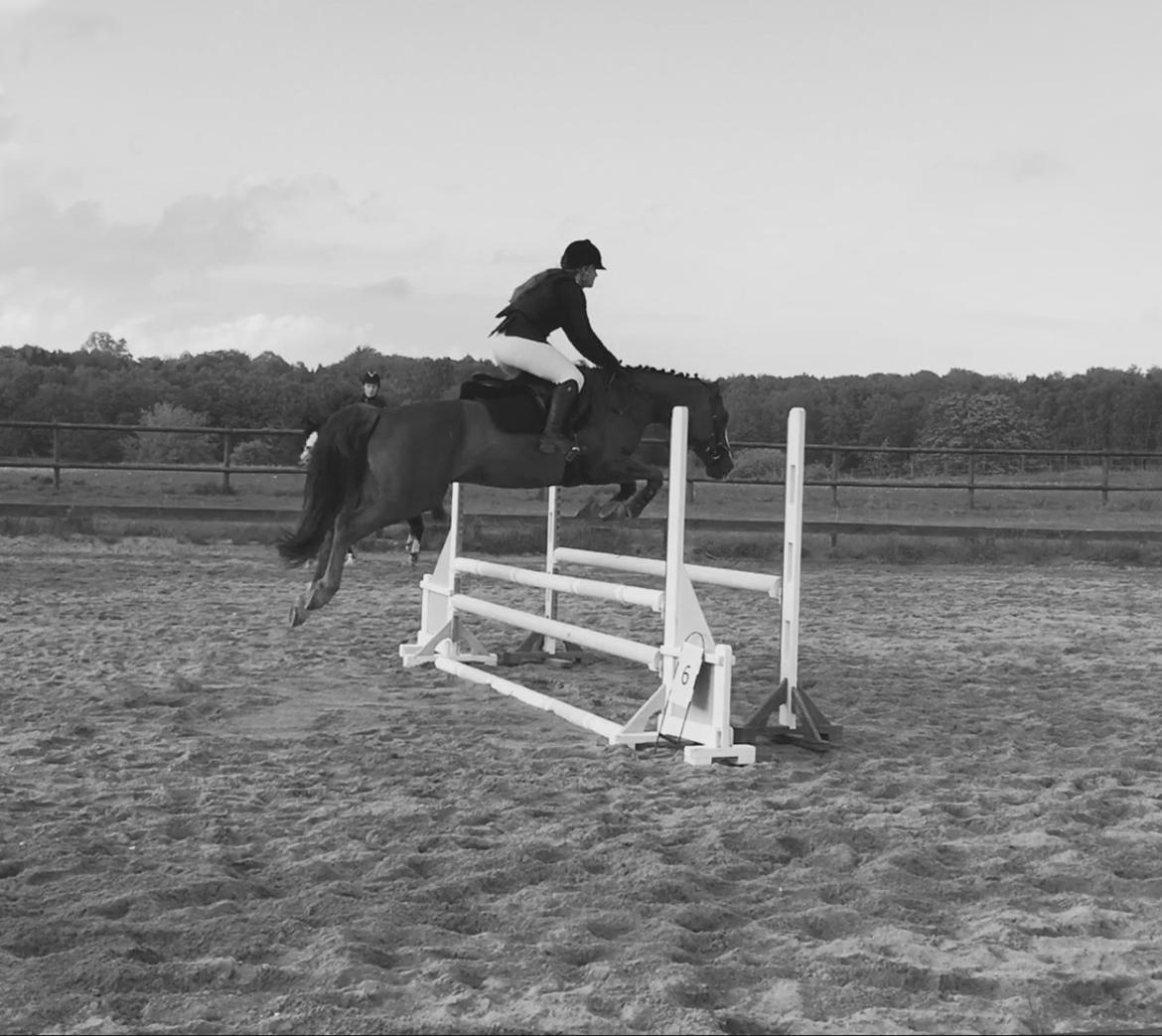 Pinto Hejninges Herkules billede 13