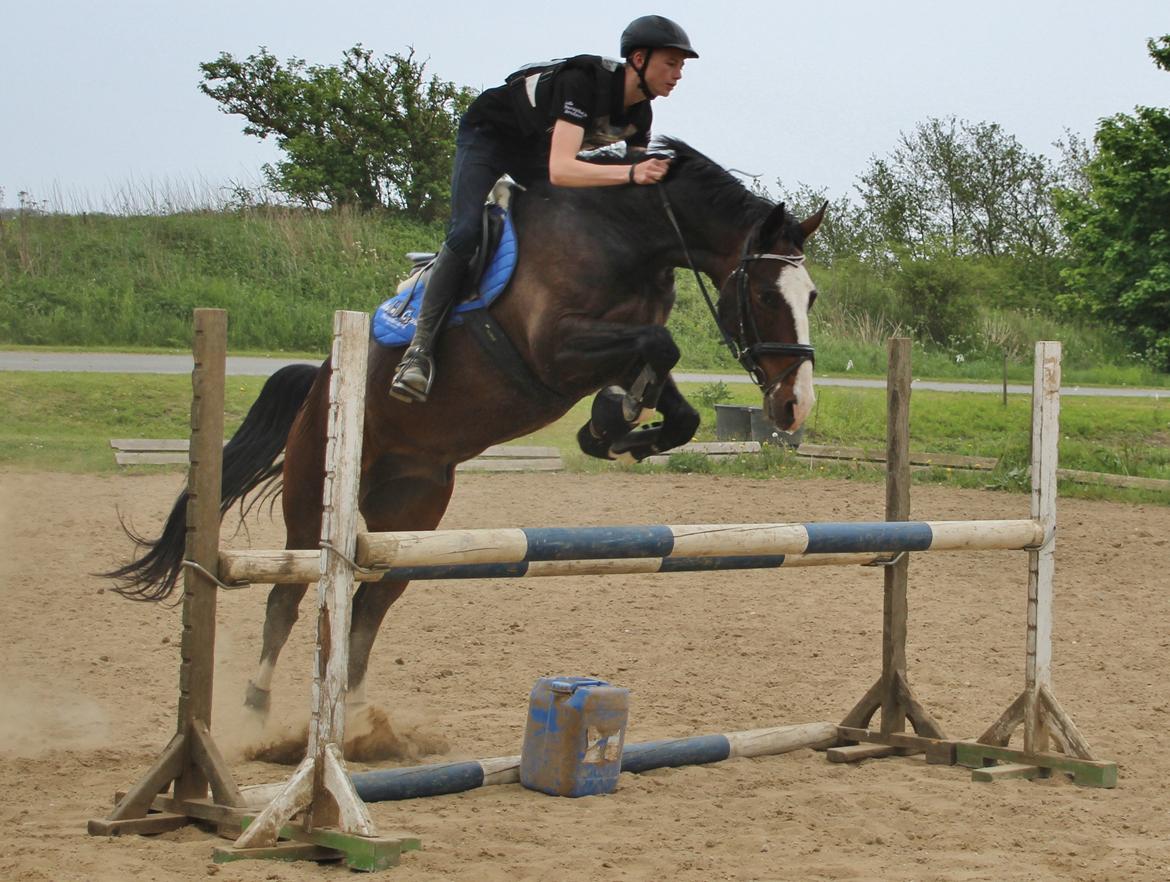 Hollandsk Varmblod Cor De Leandre billede 9