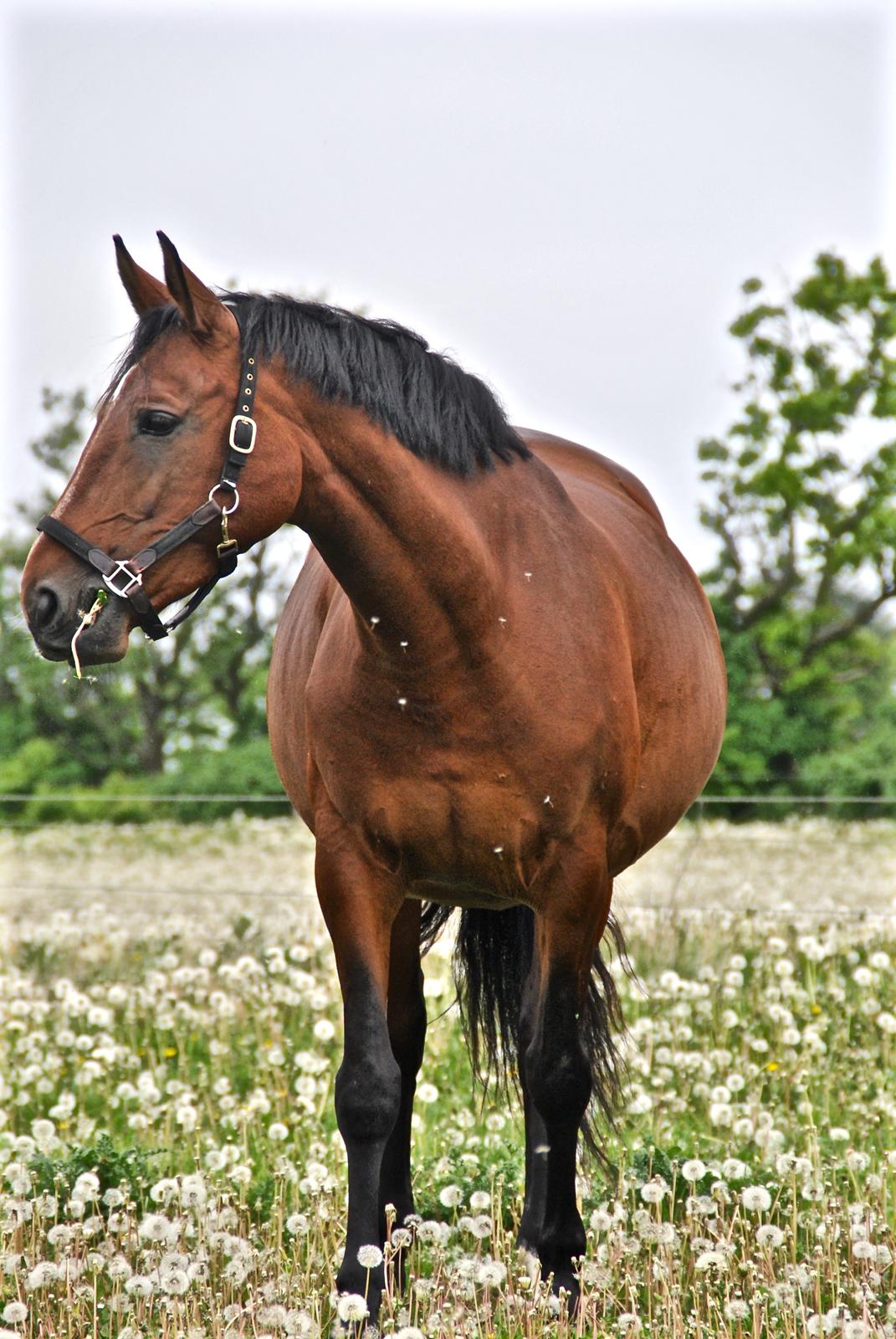 Anden særlig race Hanuzka - Baby 11 måneder og 2 dage henne billede 18