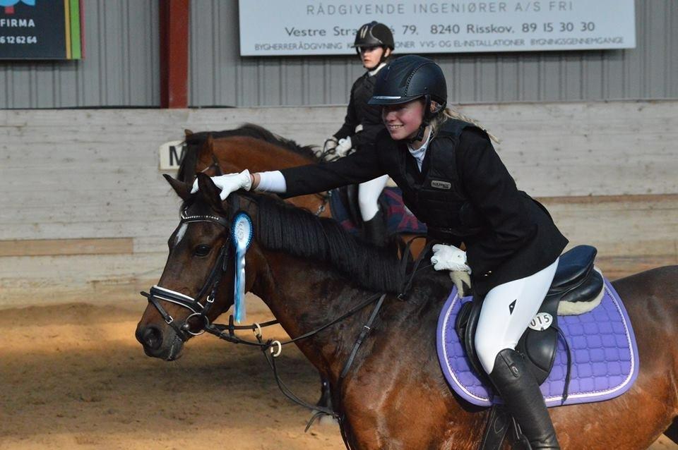 Welsh Partbred (Sec F) Groeze´s Josina billede 20