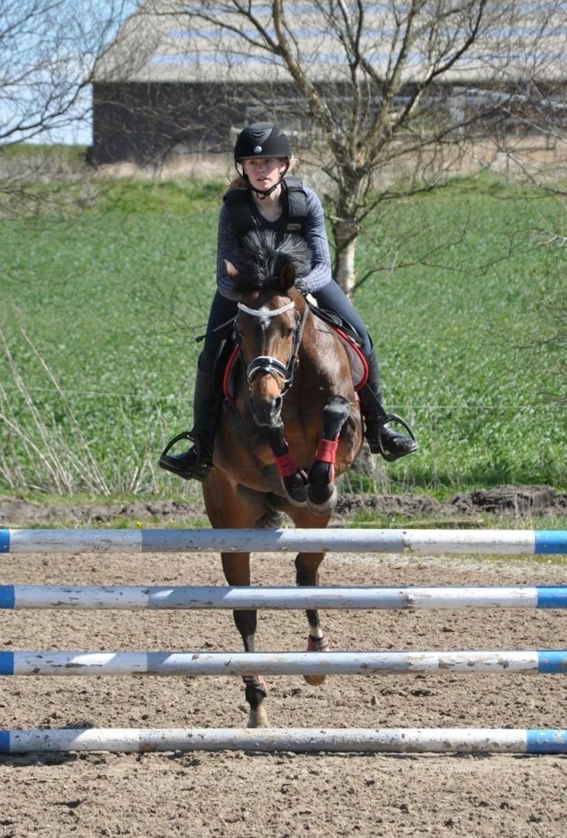 Welsh Partbred (Sec F) Groeze´s Josina billede 21