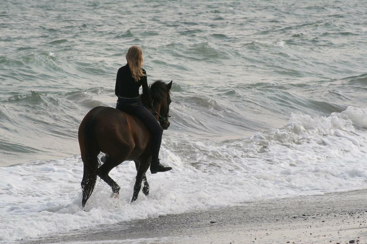 Welsh Partbred (Sec F) Groeze´s Josina billede 19