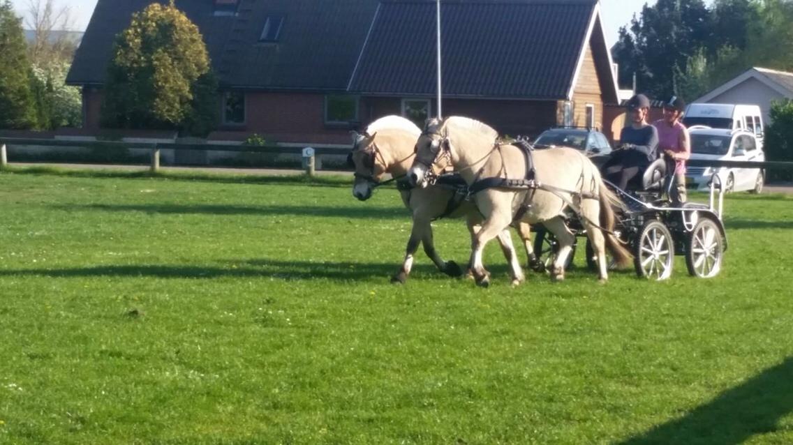 Fjordhest Schelhase´s Gajol billede 17