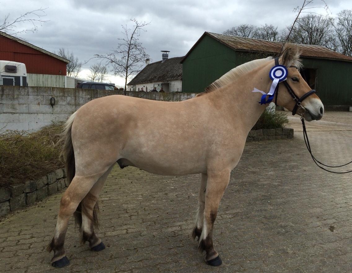 Fjordhest Schelhase´s Gajol billede 18