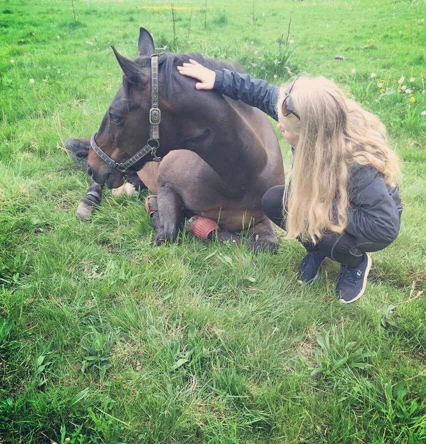 Tysk Sportspony Caruso - min pony! B -pony billede 20