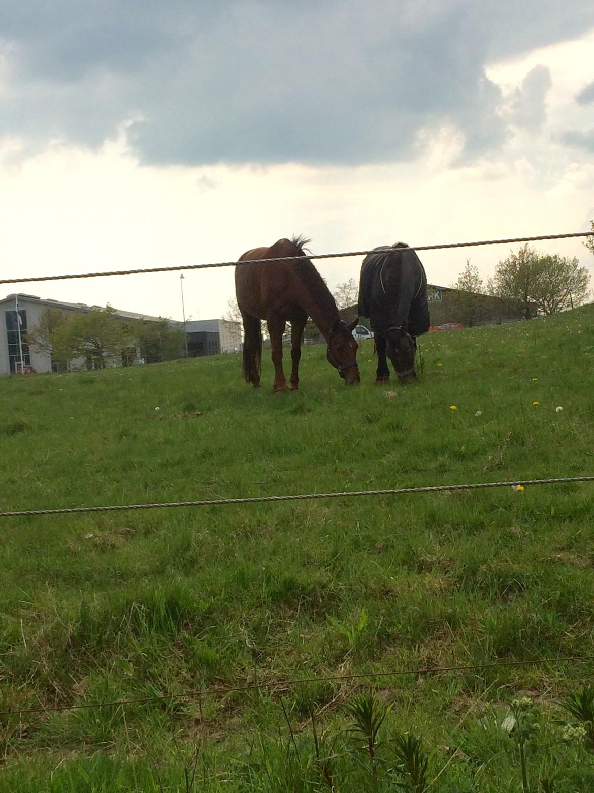 Tysk Sportspony Caruso - min pony! B -pony billede 19