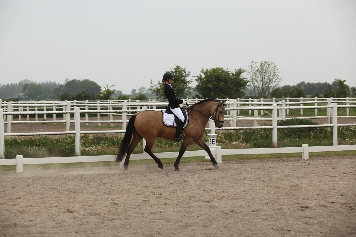 Connemara Skærgårdens Marvelous Night - Sydhavscup 16 billede 14