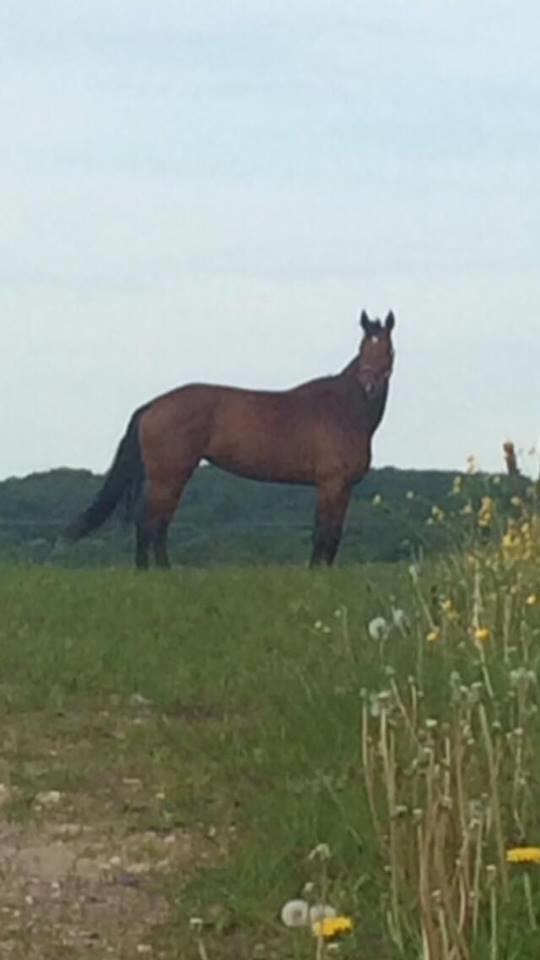 Dansk Varmblod Storbank´s Cantinus billede 1