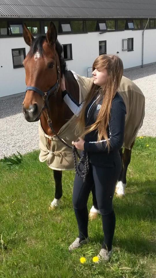 Dansk Varmblod Storbank´s Cantinus billede 7