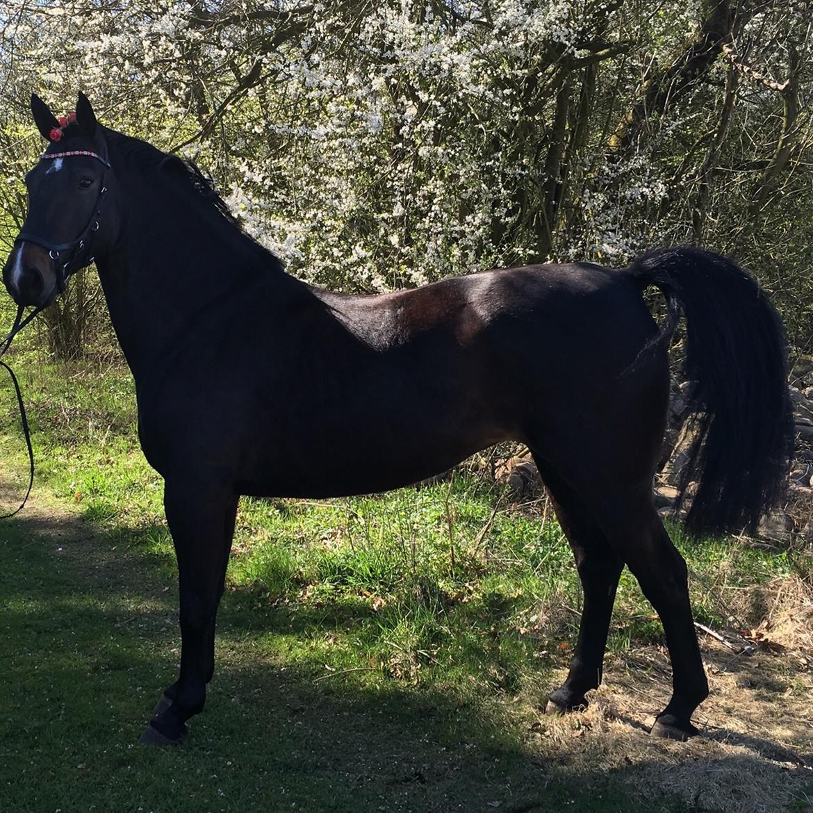 Oldenborg Brandsmarks dina billede 14