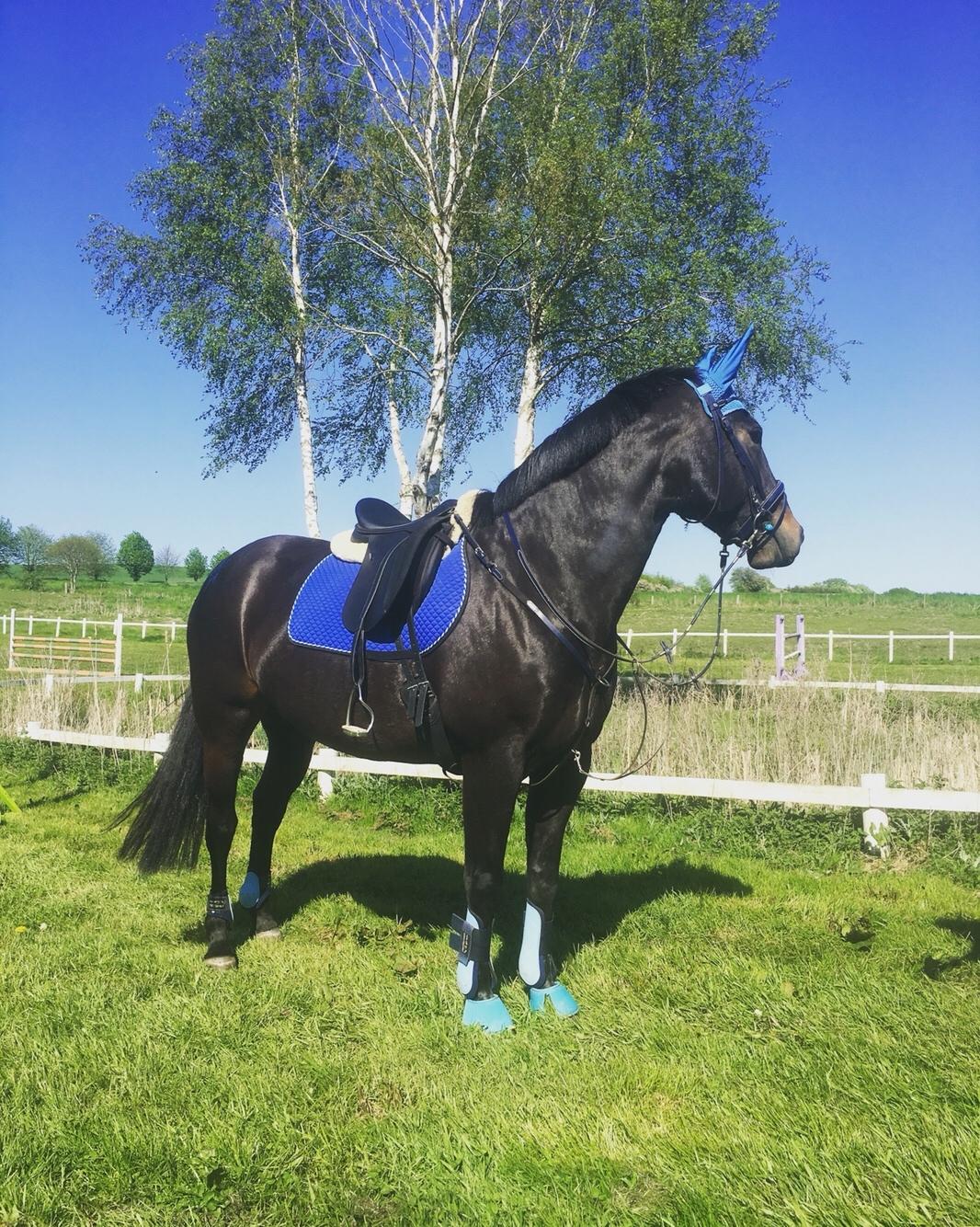 Oldenborg Brandsmarks dina billede 13