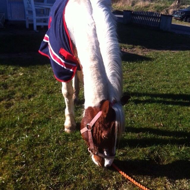 Anden særlig race smarties billede 4