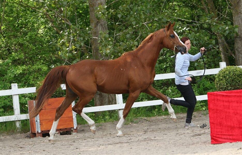 Arabisk fuldblod (OX) HO-Cosmos Jack billede 1