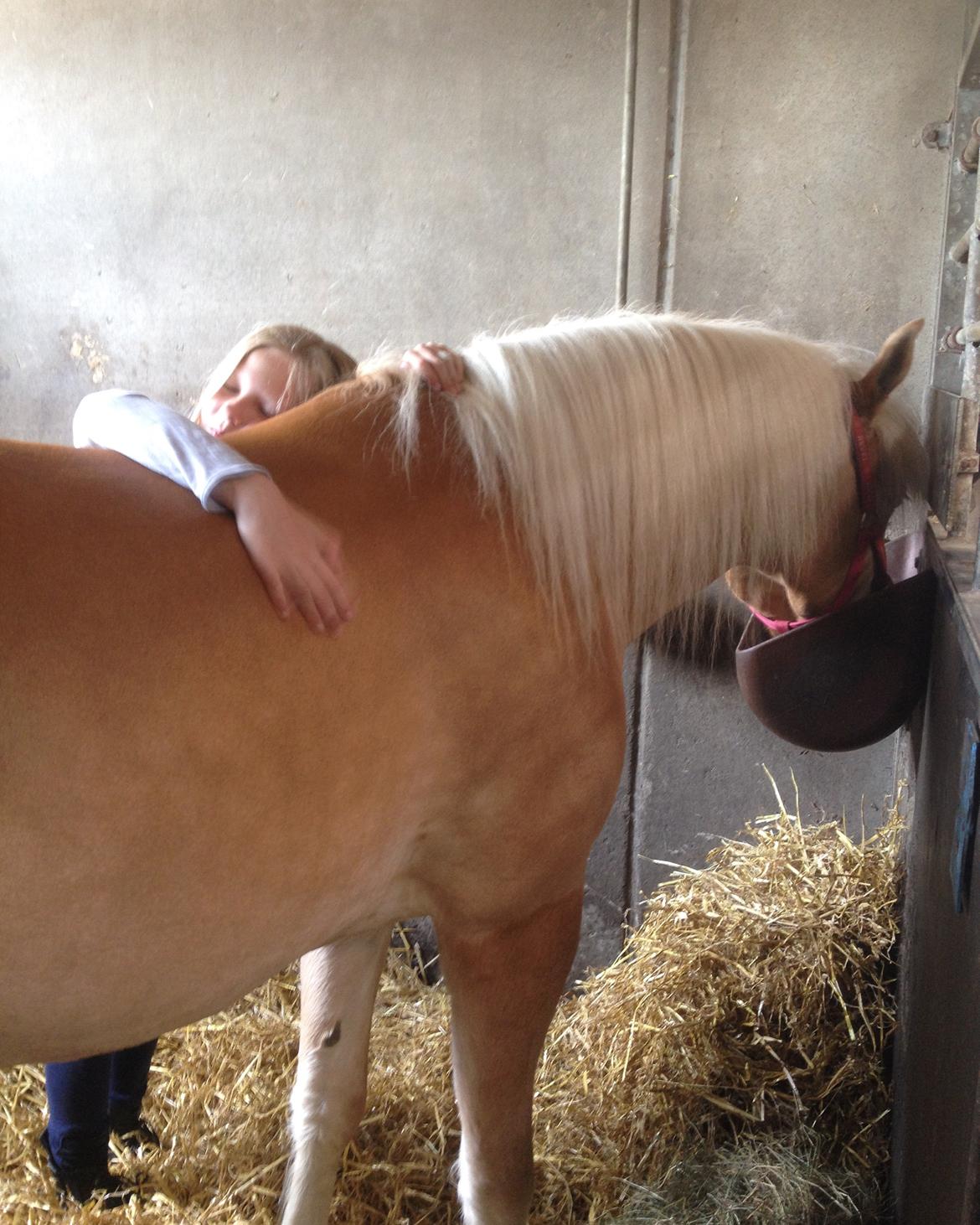 Haflinger Nanna af Kroggaard billede 3