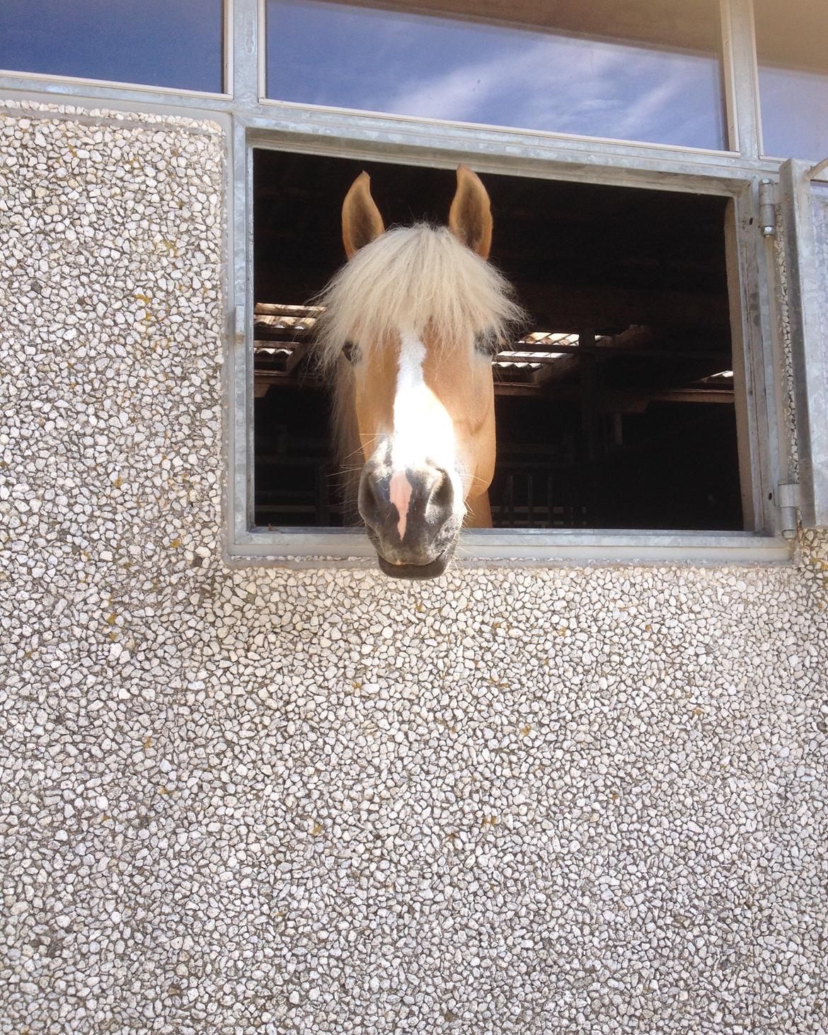 Haflinger Nanna af Kroggaard billede 4