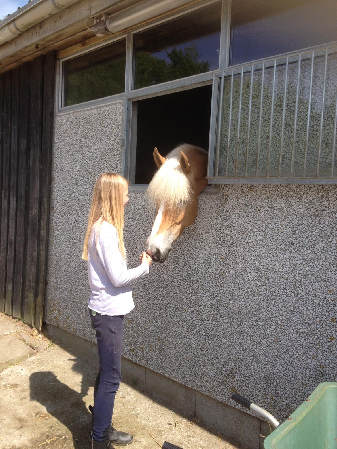 Haflinger Nanna af Kroggaard billede 5