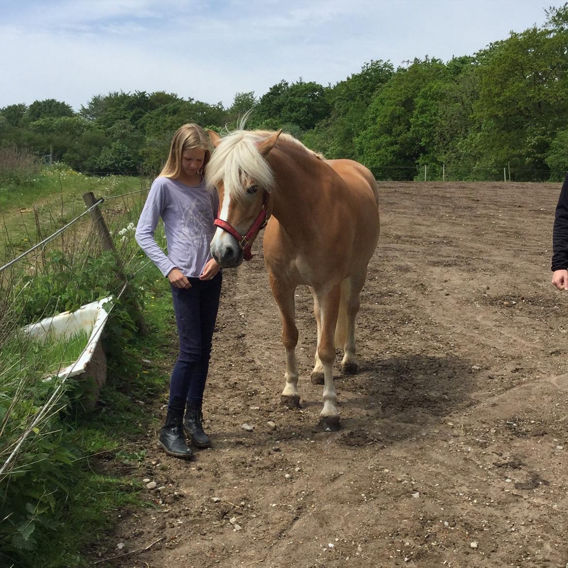 Haflinger Nanna af Kroggaard billede 7