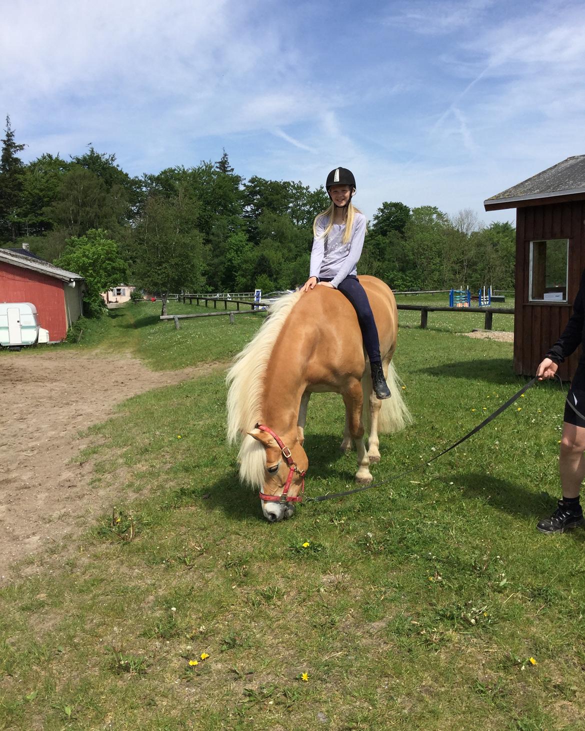 Haflinger Nanna af Kroggaard billede 8