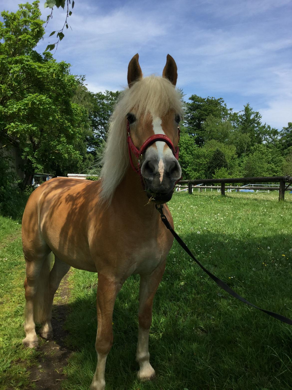 Haflinger Nanna af Kroggaard billede 9