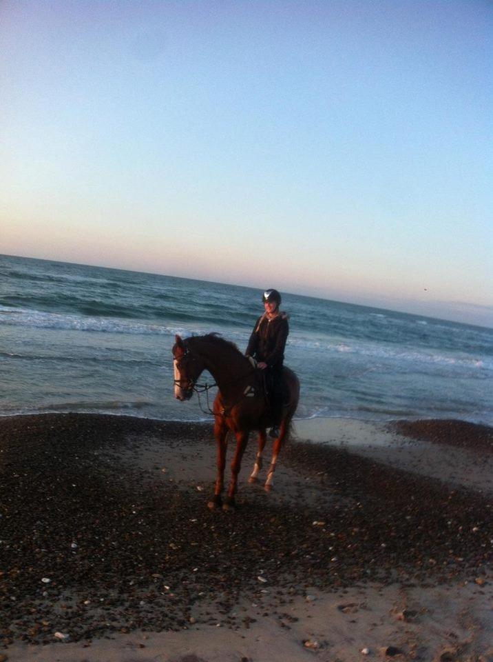 Dansk Varmblod Alsace pilekær - Velkommen til Alsace profil, håber i vil nyde den! billede 2